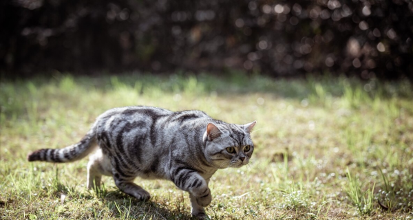 虎斑猫怎么看纯不纯