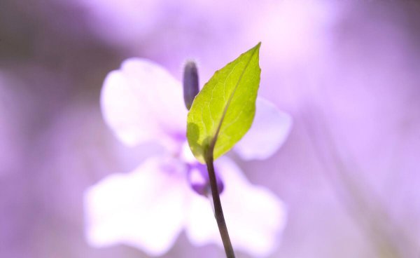 稻草人50字读后感