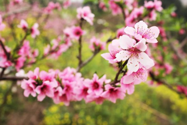 人面桃花相映红全诗解析