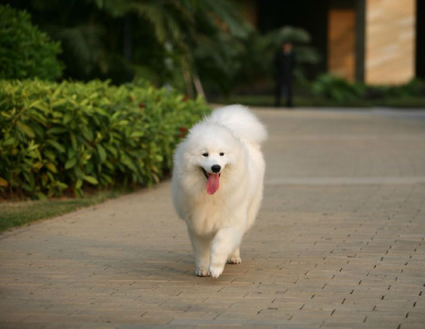 大白狗都有什么品种