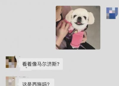 狮子狗是什么品种 宠物犬之狮子狗长什么样子图片