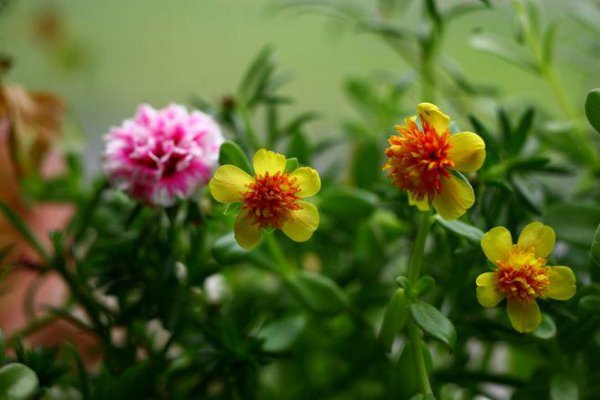 太阳花长白色的虫子是啥原因造成的