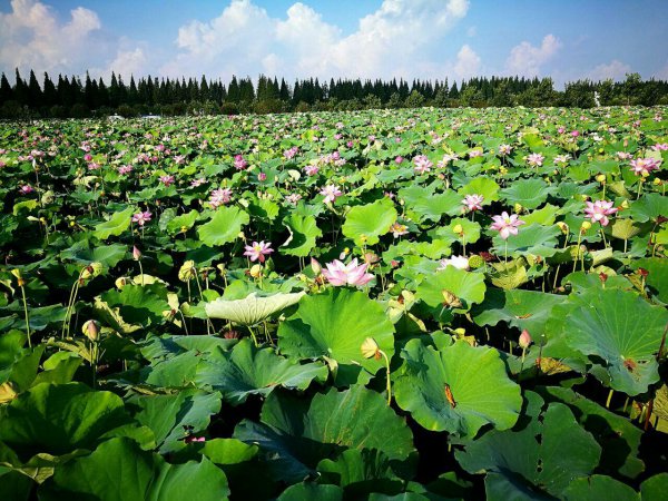 萍乡哪里好玩有哪些旅游景点