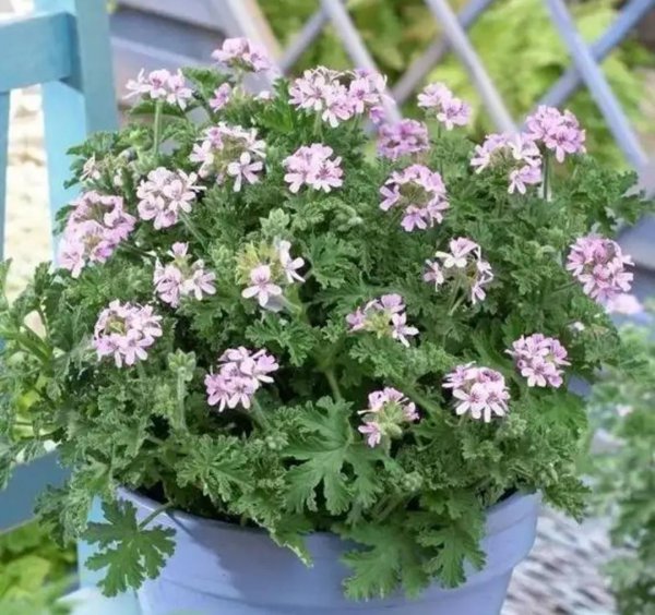 驱蚊的植物种类名称及图片