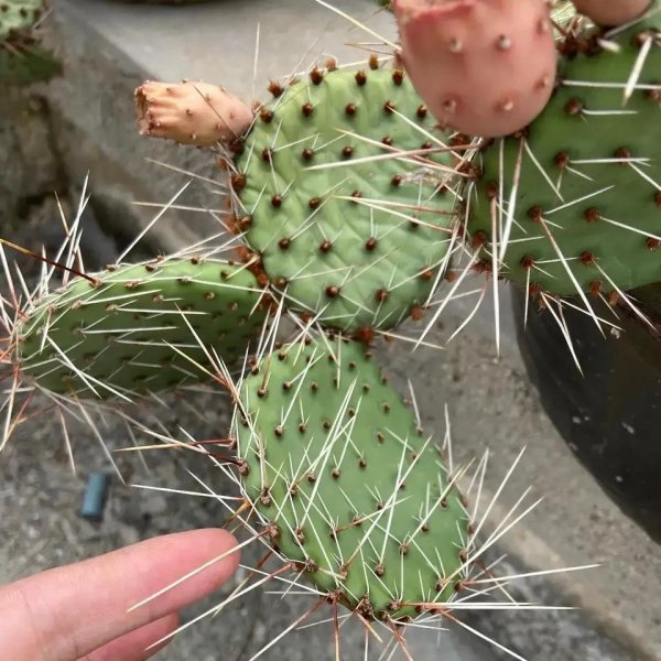 适合室内种植吸甲醛的植物有哪些