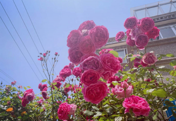 月季花的品种都有哪些名字