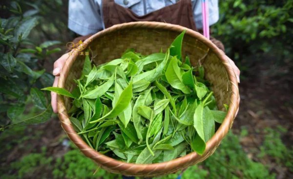 龙井茶产地在哪里