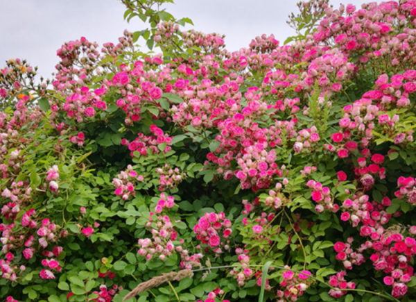 胭脂扣月季花的优缺点