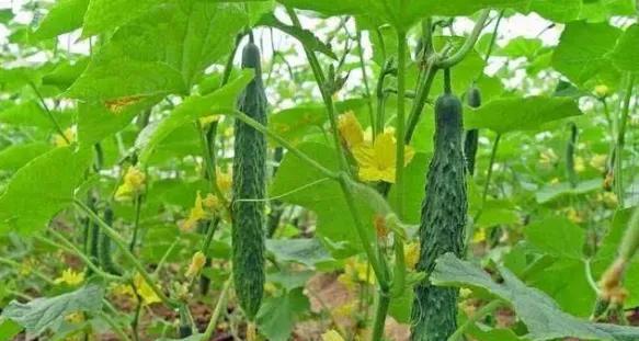 谷雨适合种植什么植物