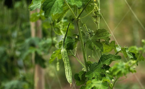 谷雨适合种植什么植物