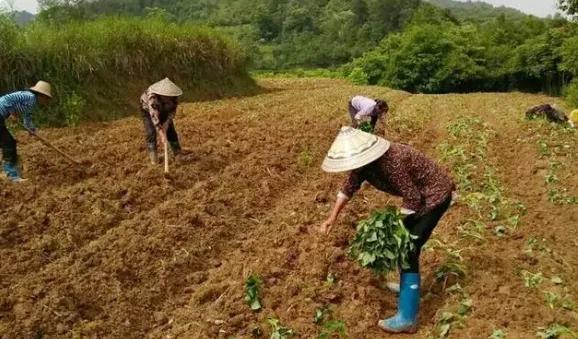 谷雨适合种植什么植物