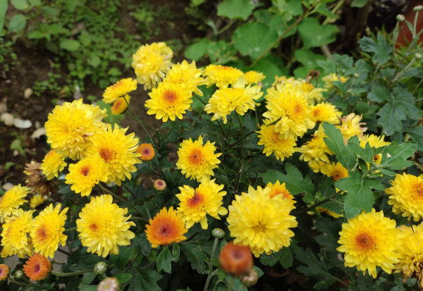 菊花代表什么意思