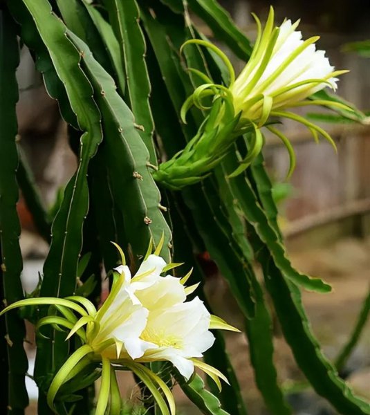 霸王花是火龙果的花吗