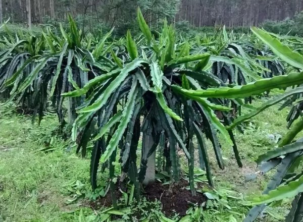 霸王花是火龙果的花吗