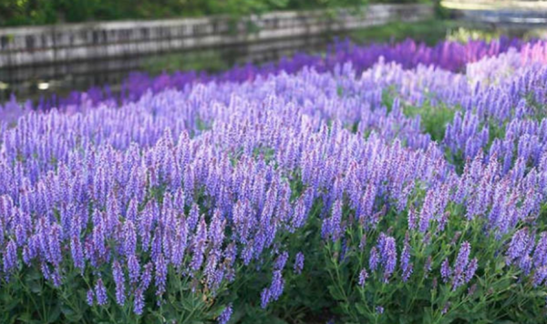 适合北方室外种植的花卉品种