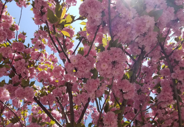 常见好看的樱花的品种