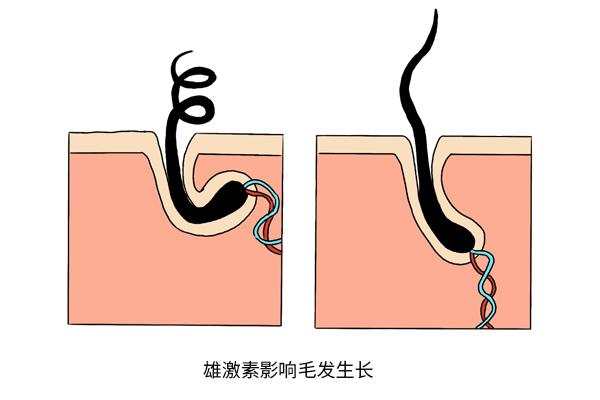 男人的荷尔蒙指的是什么意思