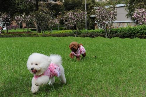 纯种比熊犬的特征图片