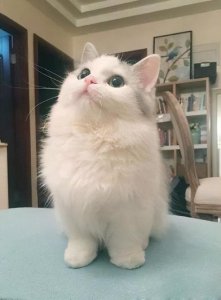 拿破仑猫属于什么品种