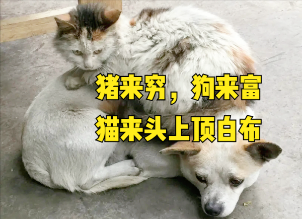 家里进猫是吉还是凶