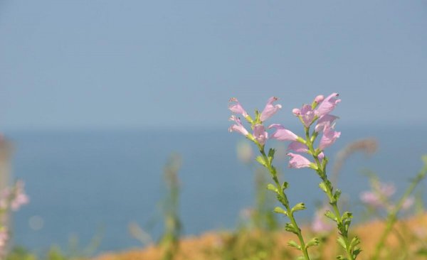 面朝大海春暖花开的含义