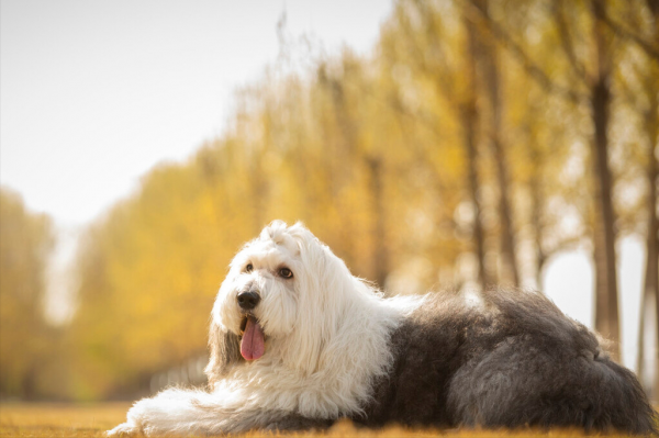 古牧为什么是禁养犬类