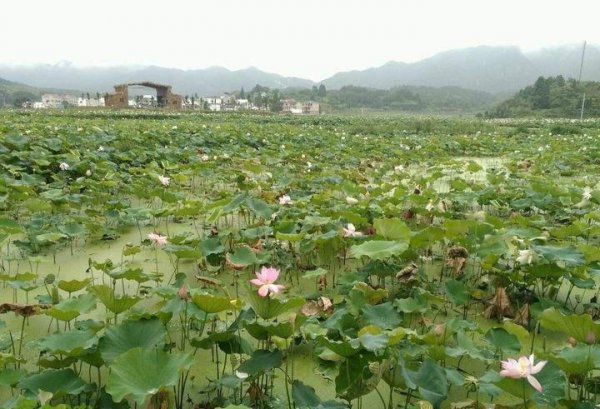 龙游在哪个省哪个市