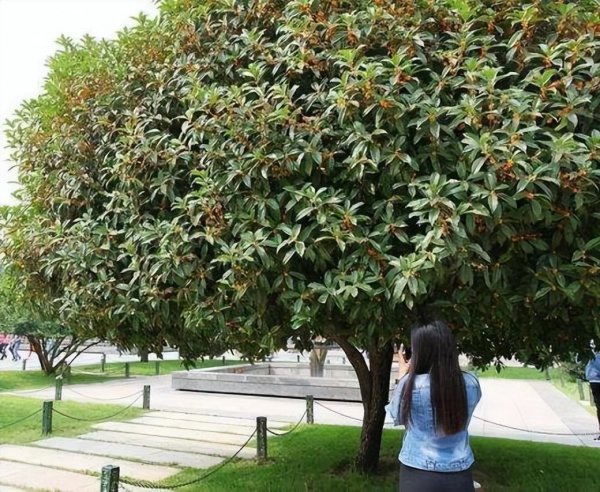 为什么院子里忌讳种桂花树