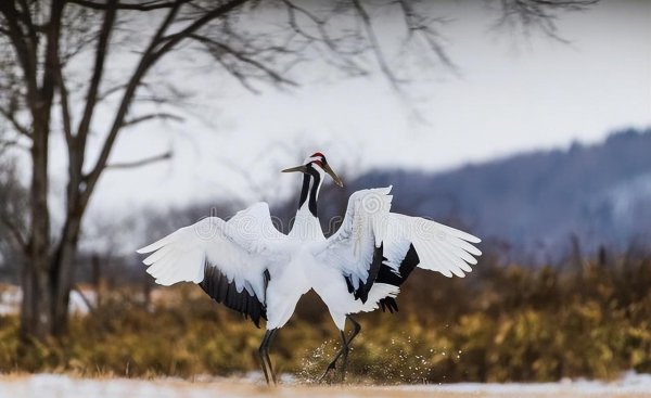 黄鹤楼古诗翻译及原文