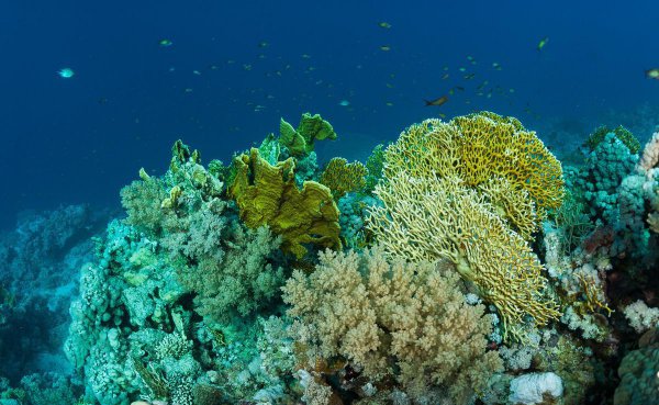 海底的生物有什么动物