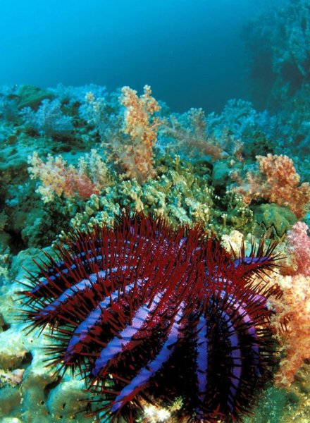 海底的生物有什么动物