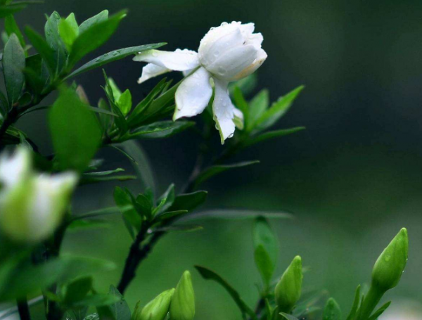 给栀子花施什么肥料最好用