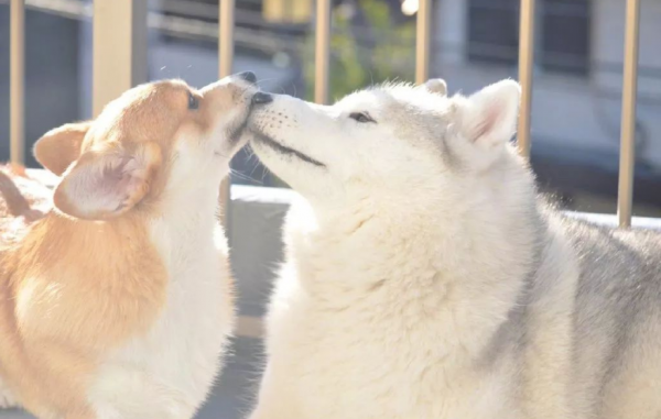 狗狗几个月算成犬