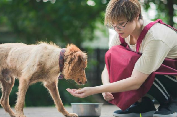 狗狗几个月算成犬