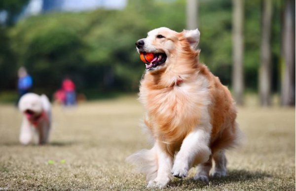 狗狗几个月算成犬