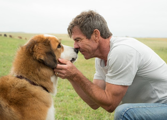 狗狗几个月算成犬