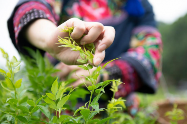 湘西莓茶是什么植物制成的