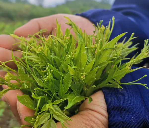 湘西莓茶是什么植物制成的