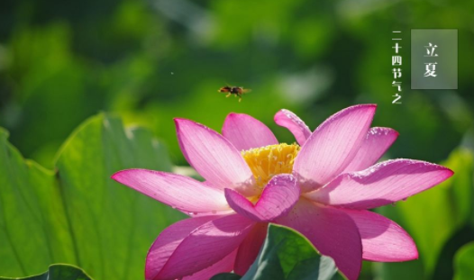 立夏吃蛋的寓意是什么