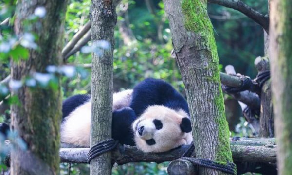 中国熊猫基地在哪里