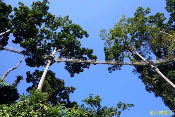 我国稀有植物排行榜介绍