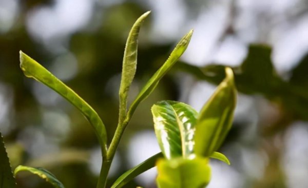 薄荷塘普洱茶特点简介