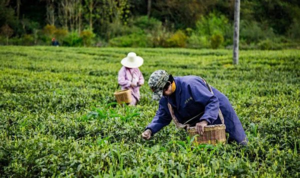 狗牯脑茶属于什么档次