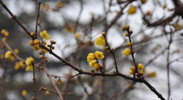 腊梅和梅花的区别是什么图片