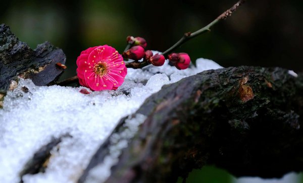 家里种桂花树吉不吉利