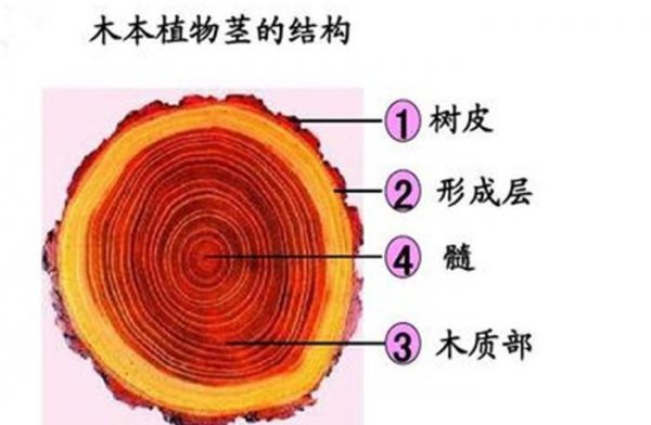 香蕉是木本植物对吗