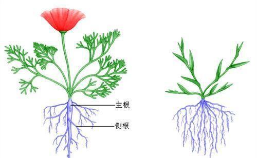 香蕉是木本植物对吗