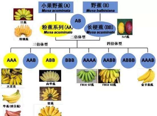 香蕉是木本植物对吗