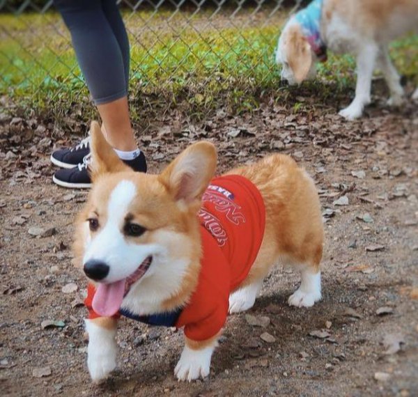 养狗为什么最好不要选择柯基犬