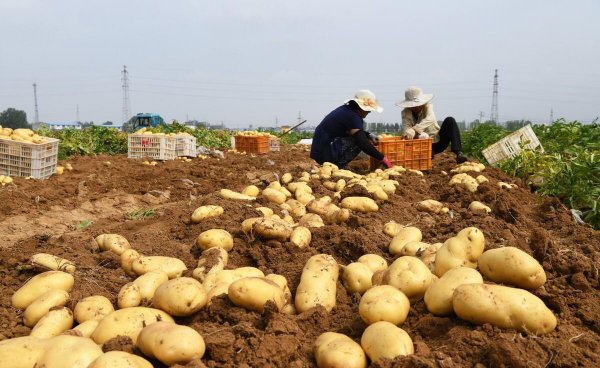 种土豆用什么底肥最好讲解